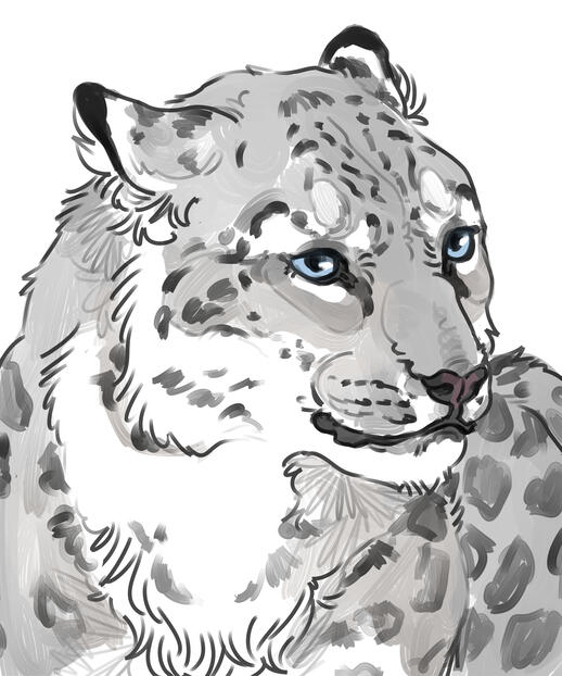 Snow Leopard sketch