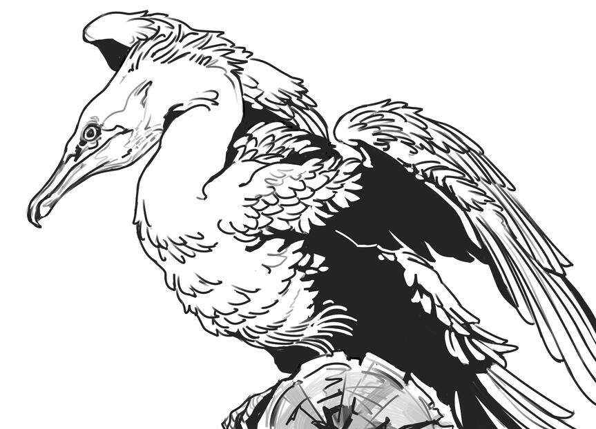Cormorant sketch